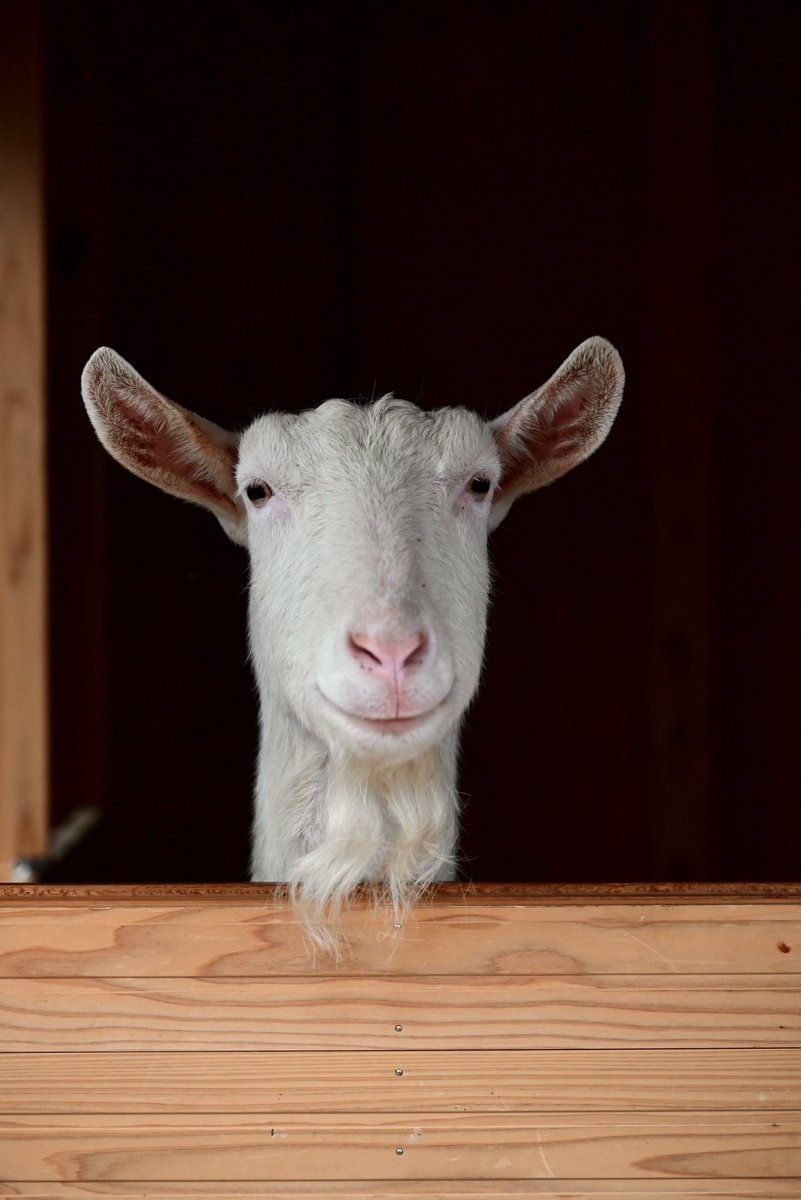 はむにゃん@写真 tweet media