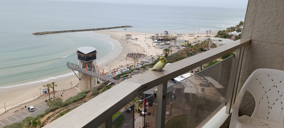 שונרתא בשם תבהלה tweet media