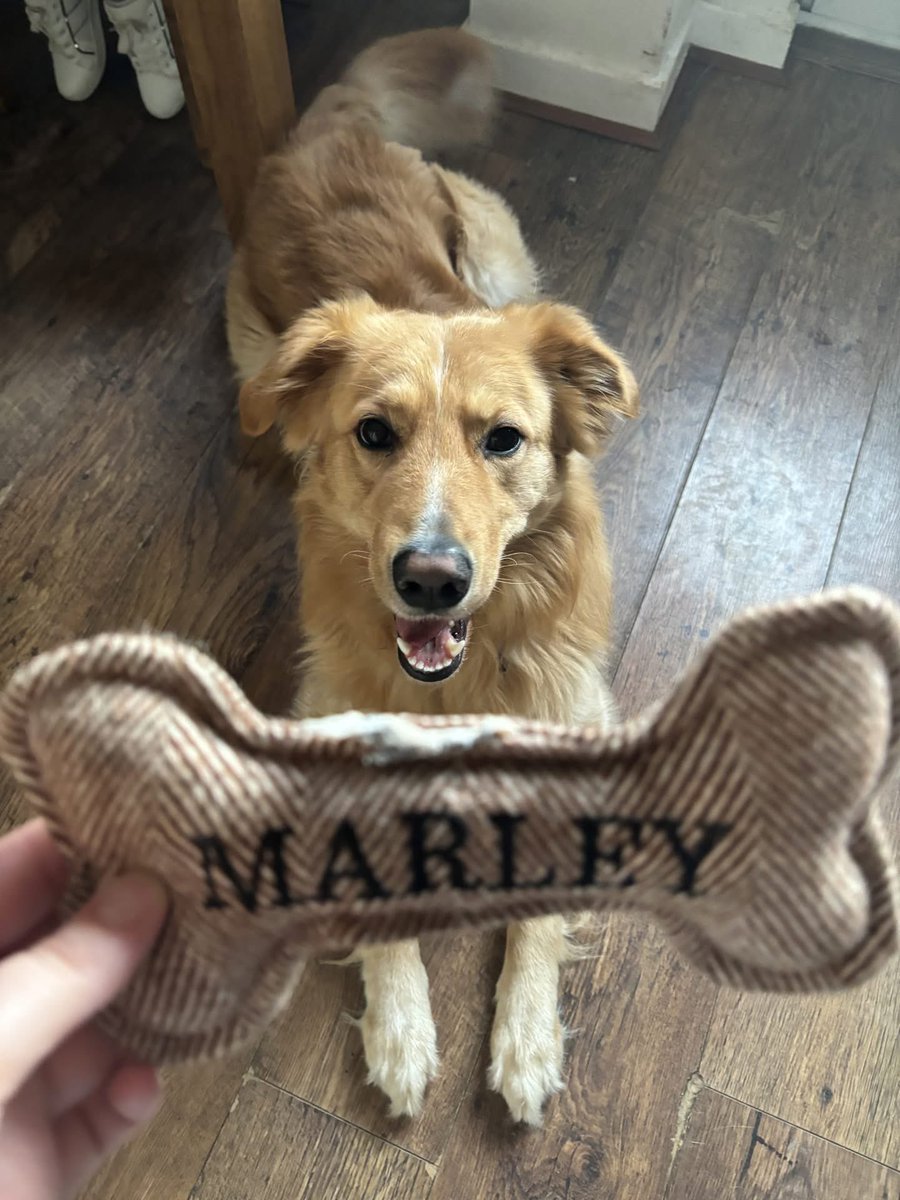 Help2Rehome Scotland tweet media