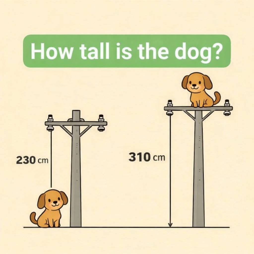 Brain IQ Test tweet media