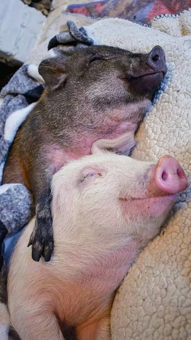 CHIPWETE tweet media