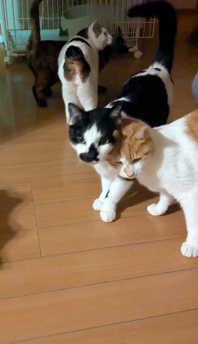 俺らいちぬけた tweet media