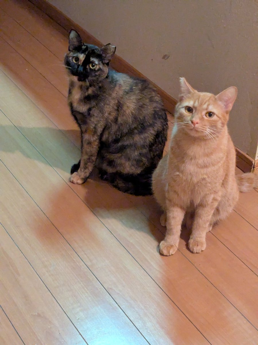 俺らいちぬけた tweet media