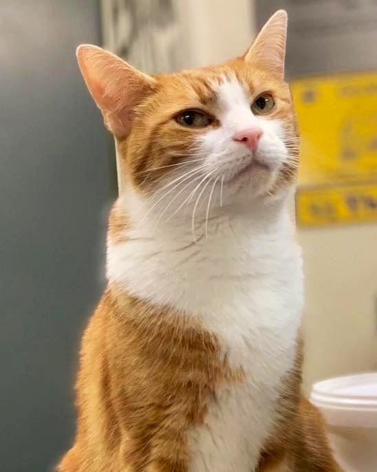 George The Stourbridge Junction Station Cat tweet media