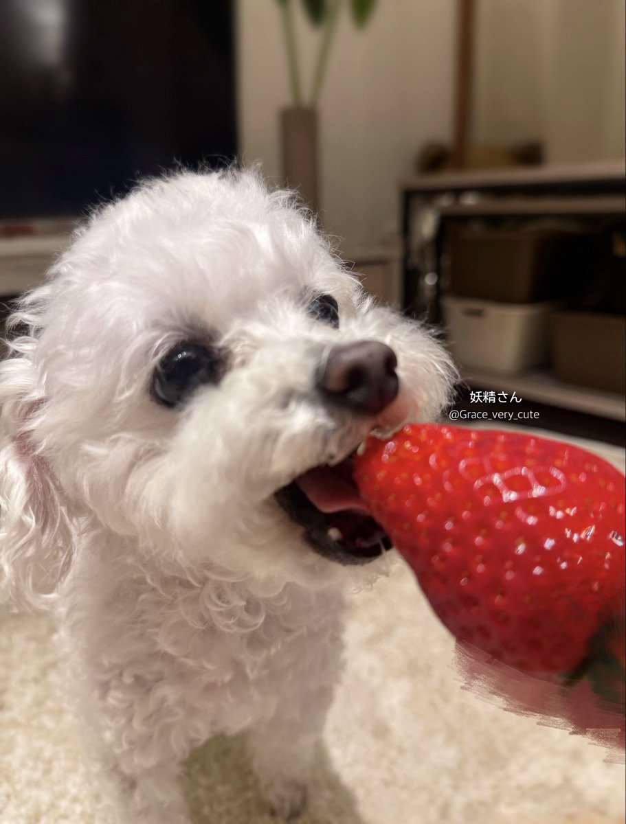 しろい妖精さん tweet media