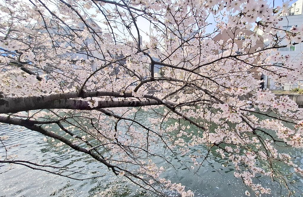 リイコ tweet media