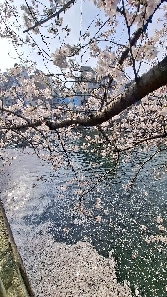 リイコ tweet media