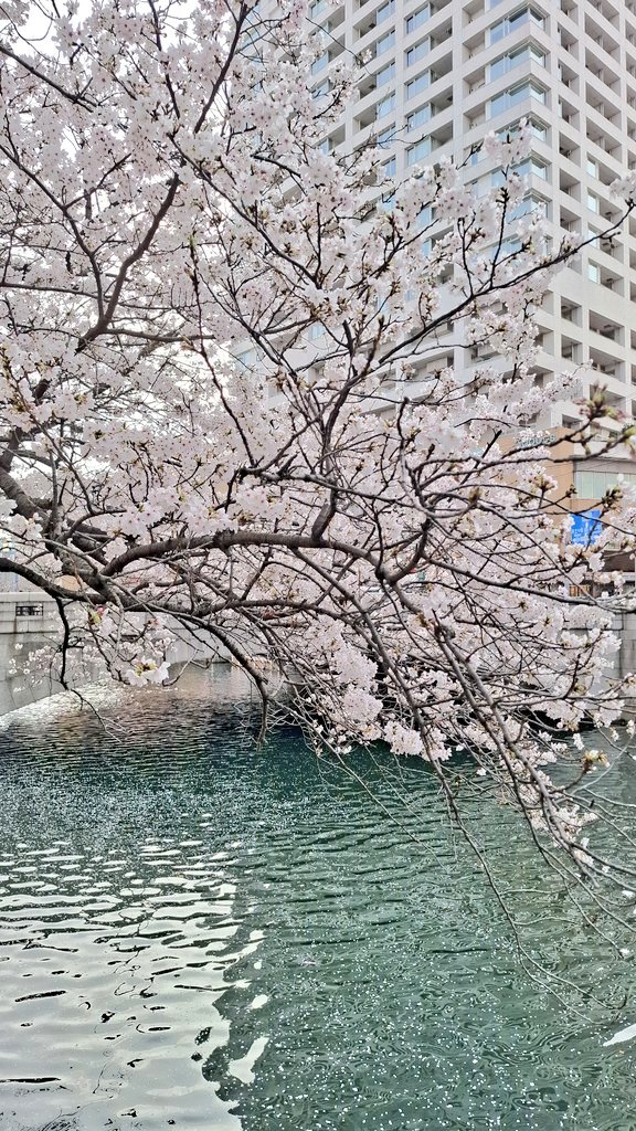 リイコ tweet media