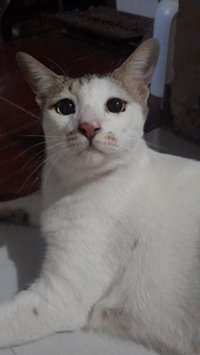 rumi ✰ tweet media