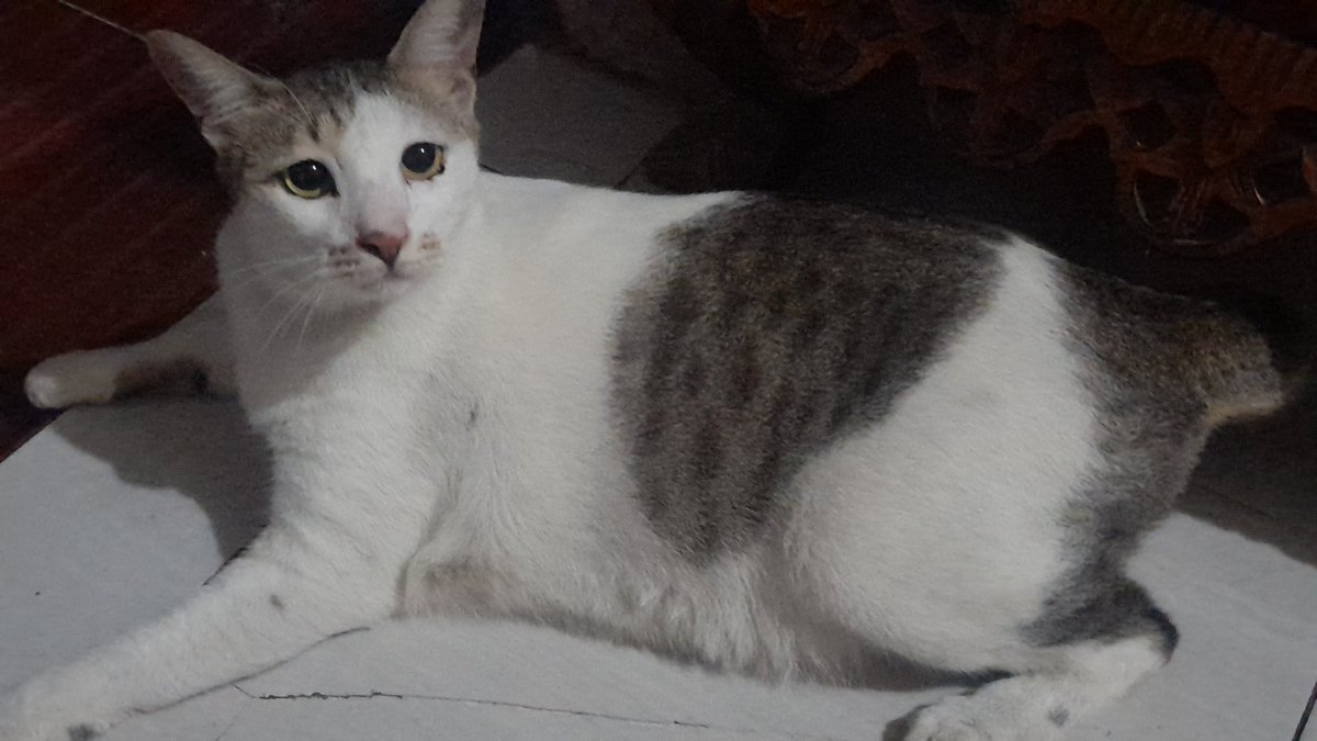 rumi ✰ tweet media