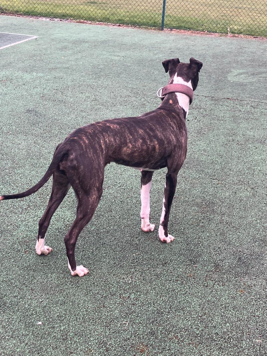 Animal Adoptions UK 🐕‍🦺🐈🐎❤️ tweet media