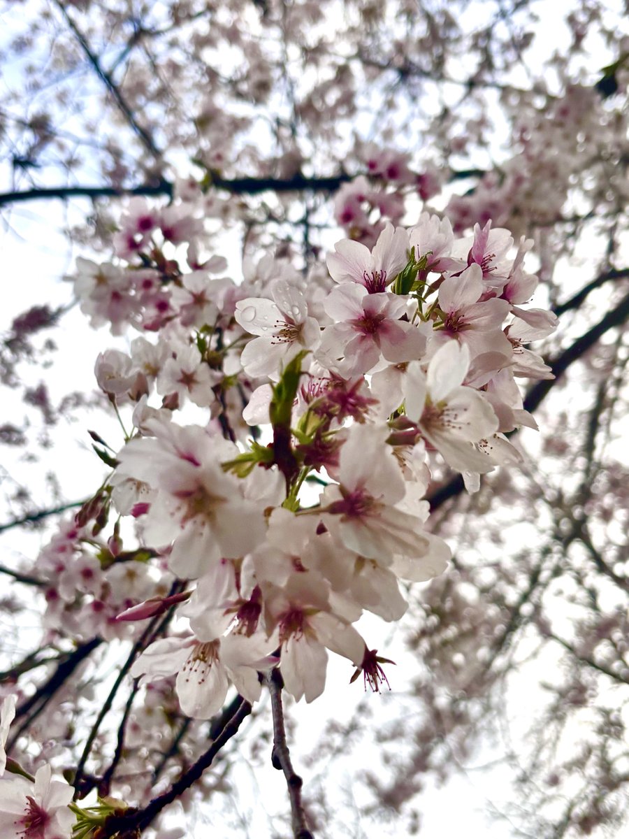帰り道、雨を纏う桜の花びらに見惚れた🌸