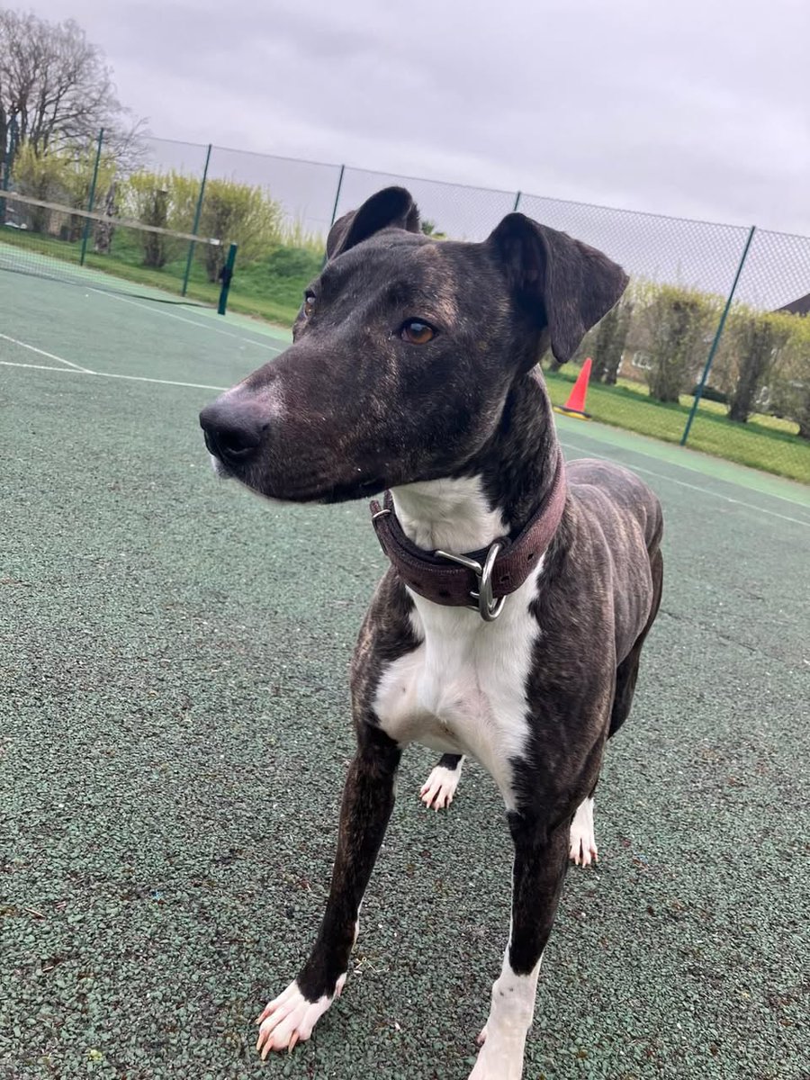 Animal Adoptions UK 🐕‍🦺🐈🐎❤️ tweet media