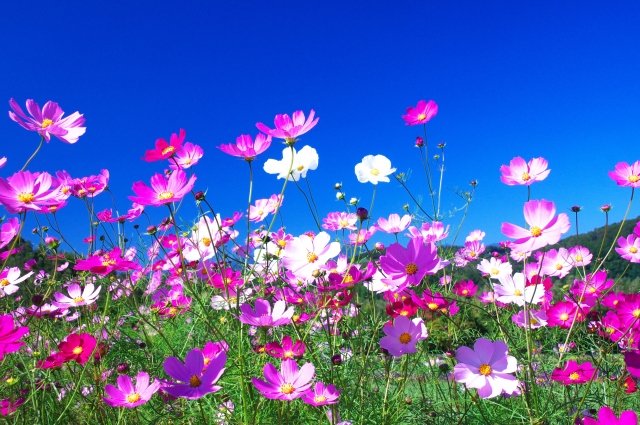 🌸世界の幻想的な花🌸🌼🌷～幻想花～🌸🌼🌷 tweet media