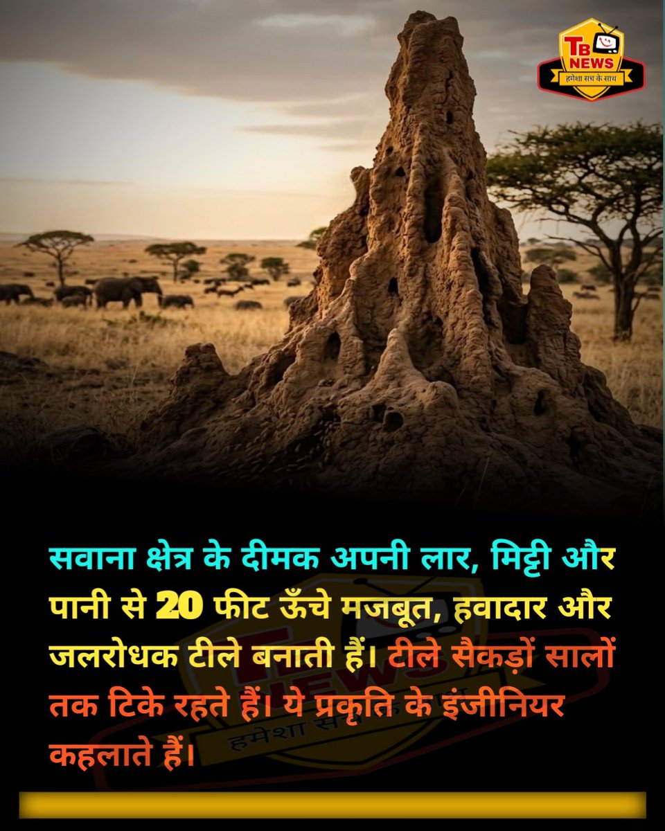 TBNEWSLIVE1's tweet image. सवाना क्षेत्र के दीमक अपनी लार, मिट्टी और पानी से 20 फीट ऊँचे मजबूत, हवादार और जलरोधक टीले बनाती हैं। टीले सैकड़ों सालों तक टिके रहते हैं। ये प्रकृति के इंजीनियर कहलाते हैं...
.
#tbnewsofficial #fact #vira #follow_me