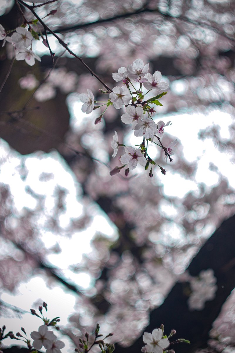 はな子　hanako tweet media