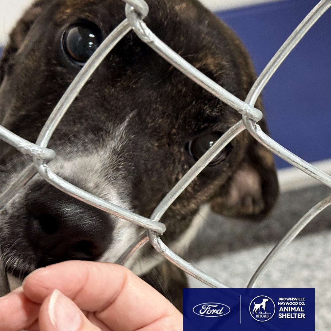blueovalcity's tweet photo. Haywood County is showing what’s possible when a community comes together.

We celebrated the newly renovated animal shelter, supported by Ford’s Good Neighbor Plan.

Adoption fees + spay/neuter covered through April. Come visit and find your forever friend.

#Ford #AnimalShelter https://t.co/oYDhLh9q75