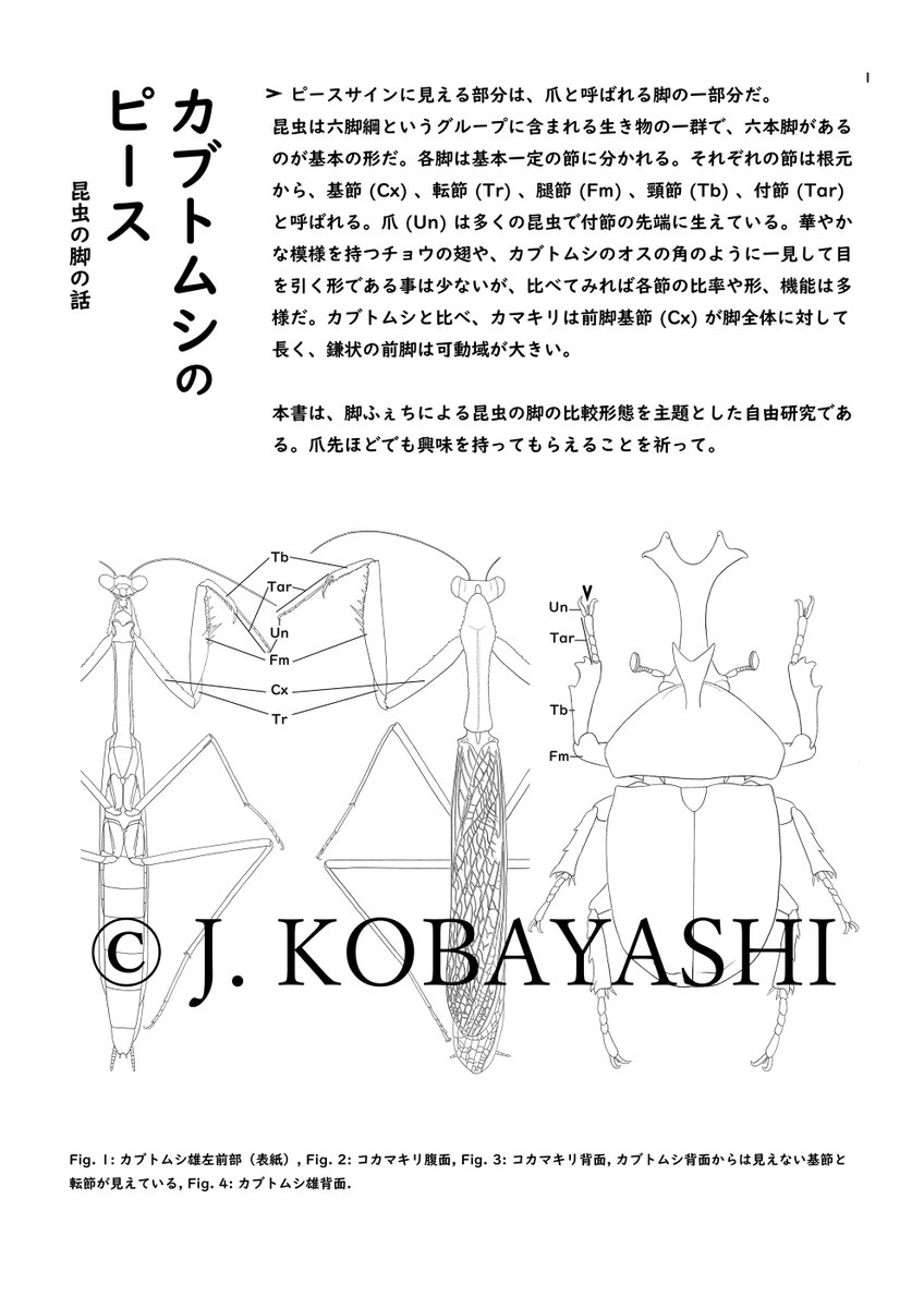 j_atrata's tweet photo. 自由研究「昆虫の脚の形」、月間連載予定（セルフ〆切）。オタクは好きなものを描き出す生き物です。楽しく観察した昆虫の脚を描きます。 https://t.co/kXUixTvCVj