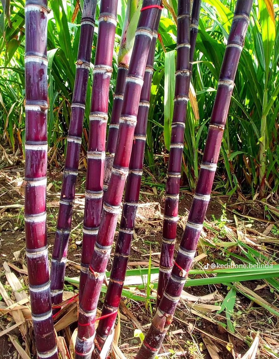 Raesetja tweet media