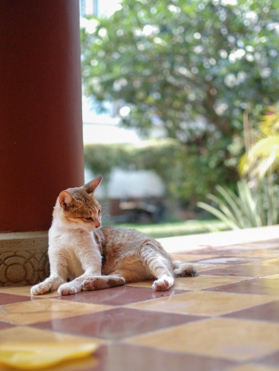 Lotus Design 🇰🇭 Cambodia tweet media