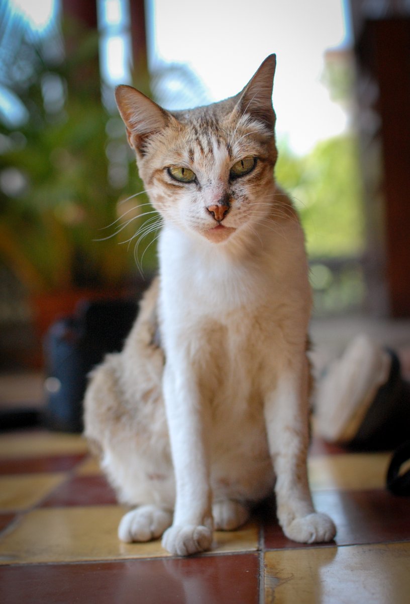 Lotus Design 🇰🇭 Cambodia tweet media