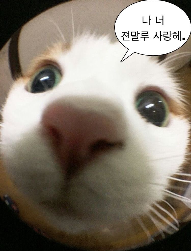 묭뷰✨️ tweet media