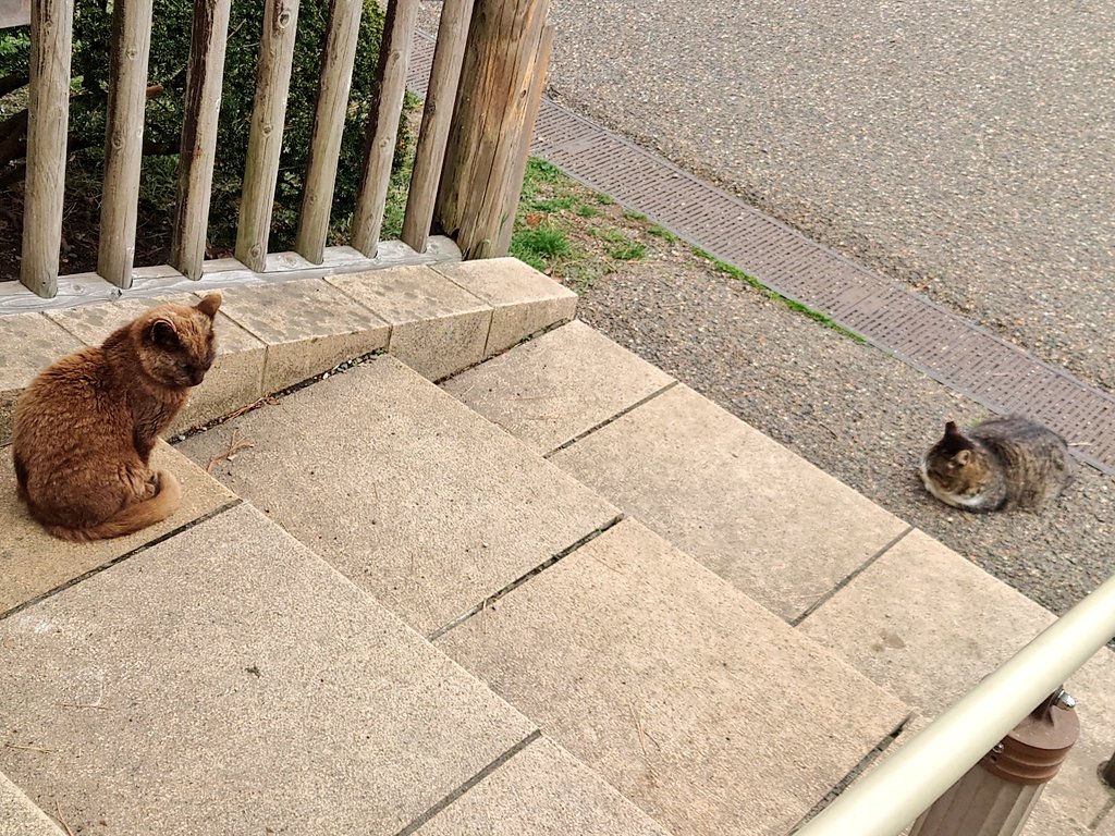 かぶる@5a! tweet media