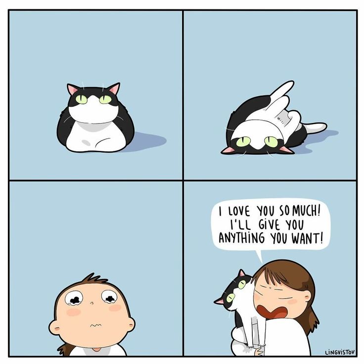 Posts Of Kittens🐾 (@postsofkittens) on X