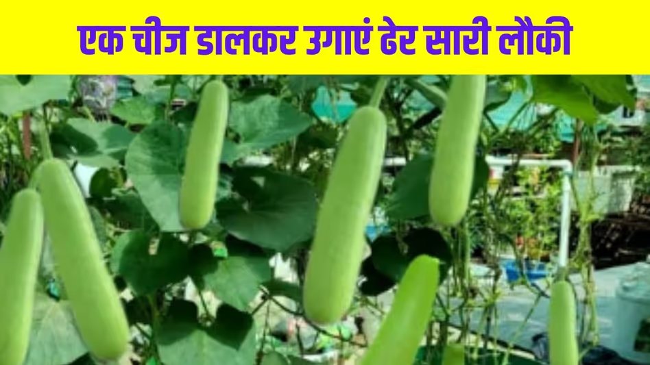 GoodNewsToday's tweet image. बाल्टी में उगेगी ढेर सारी लौकी, बस डालें ये एक चीज

#BottleGourd #Grow #Gardening #Tips 

पूरी खबर पढ़े - shorturl.at/Ro9XB