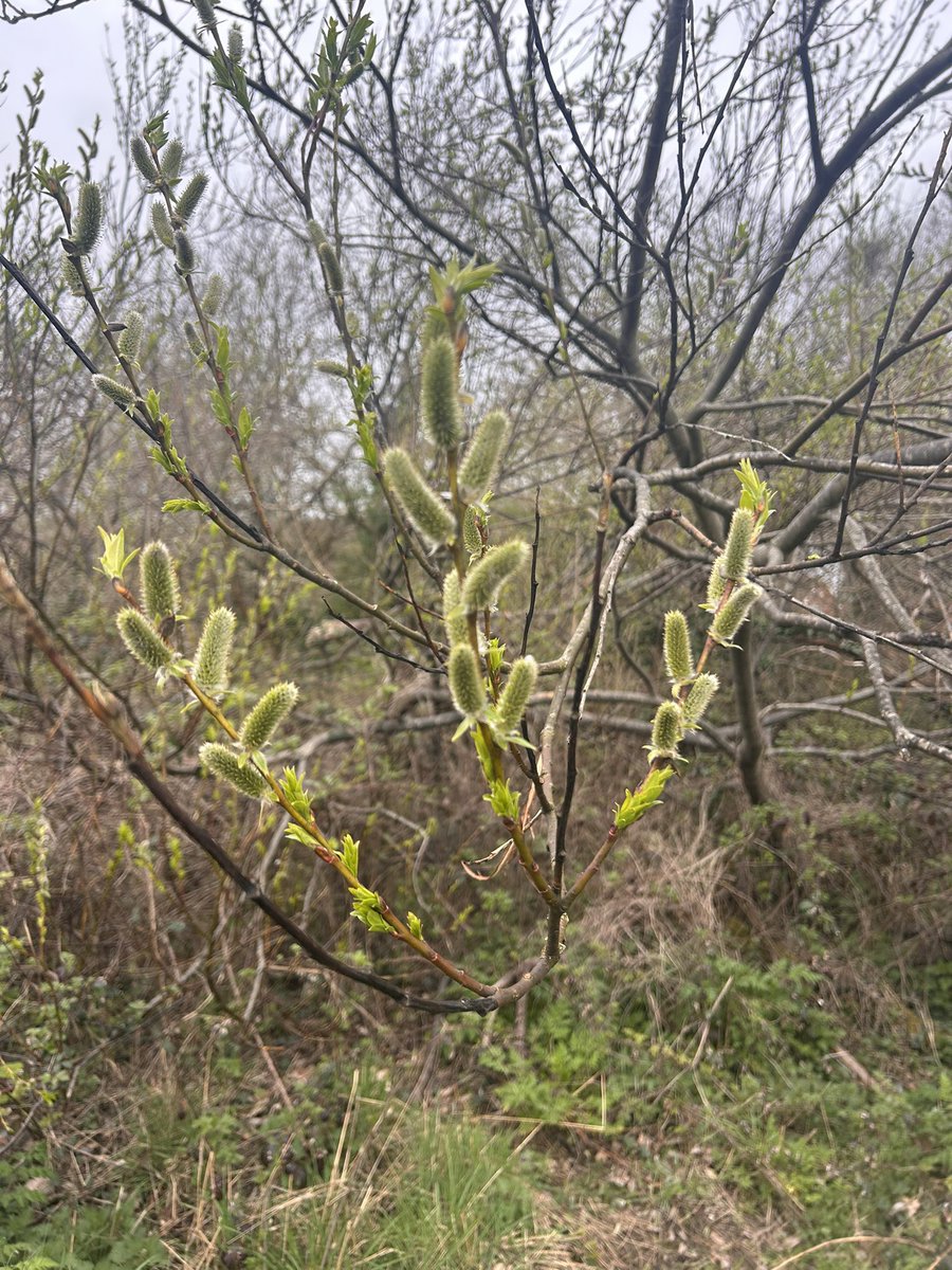 Ginny McGinFace 🐾🌻🇺🇦 tweet media