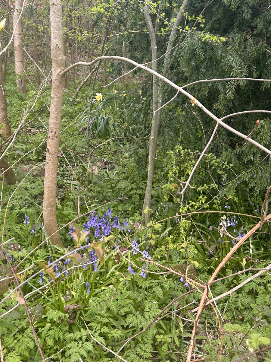 Ginny McGinFace 🐾🌻🇺🇦 tweet media