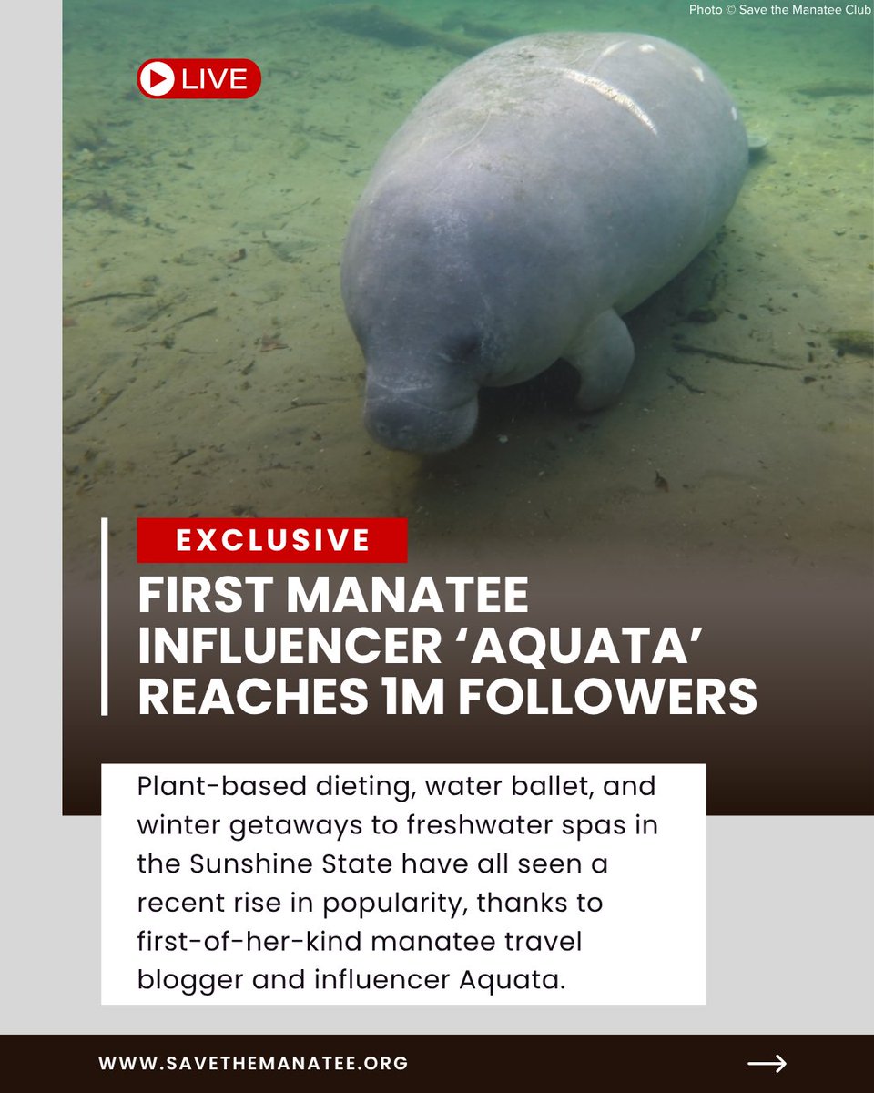 savethemanatee's tweet image. Exclusive look at the 1st ever #Manatee Influencer! Aquata is using her claim to fame to help manatees everywhere. And no joke, check out SMC's other social media channels on Facebook, Instagram, TikTok, and YouTube. #AprilFools #AprilFoolsDay #SaveTheManatees