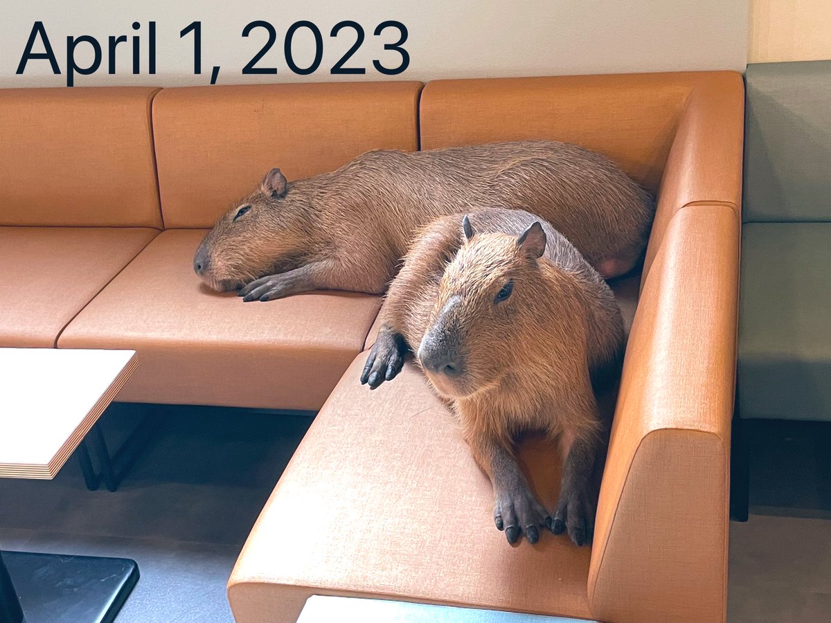 cafe capyba（カピバラカフェ capybara cafe in Tokyo） tweet media