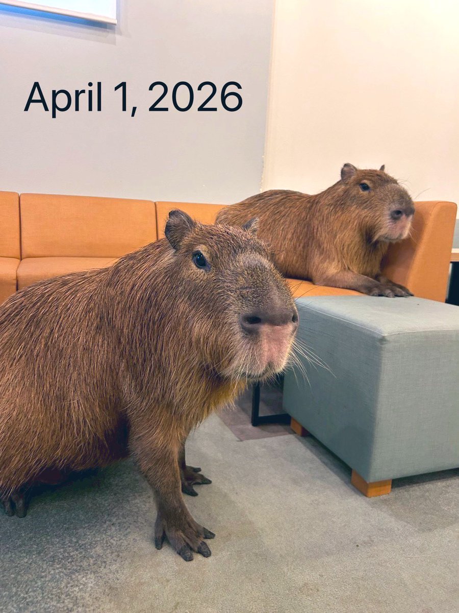 cafe capyba（カピバラカフェ capybara cafe in Tokyo） tweet media