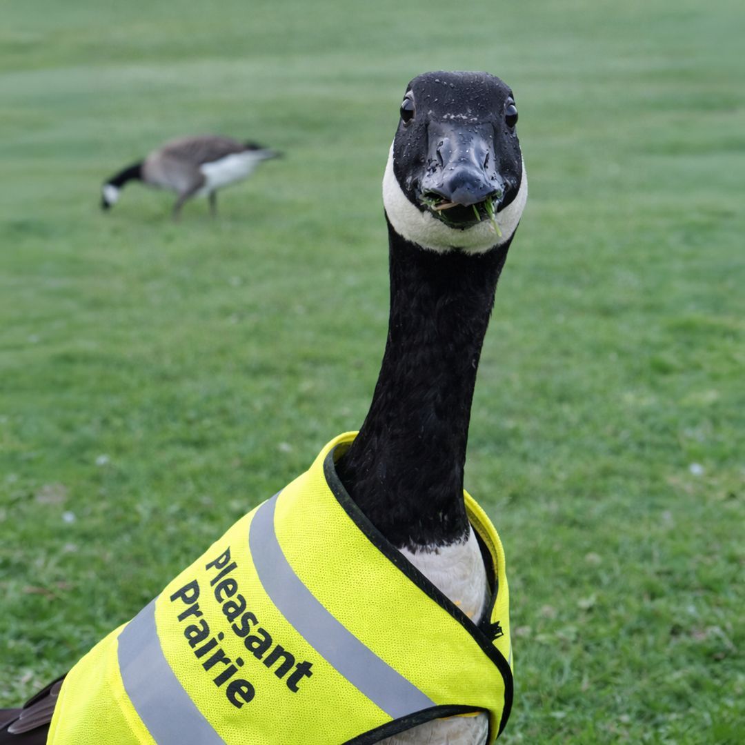 Pleasant Prairie tweet media