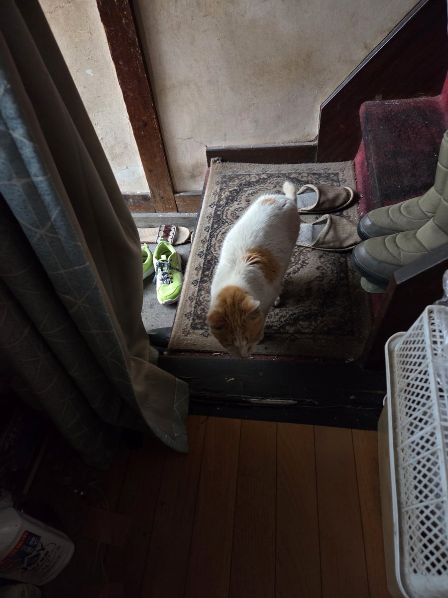 はっち tweet media