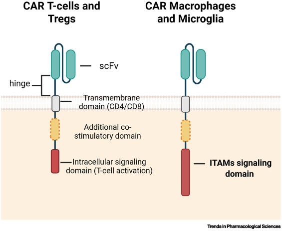 Trends in Pharmacological Sciences tweet media