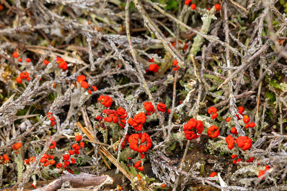 GordonEngland's tweet photo. Close up to british soldiers lichen (Cladonia cristatella), Caesar's Camp, Farnham, Surrey, UK, 5 April 2024. 
#ThePhotoHour #nature #sring #lichen 
https://t.co/zdgxdTqZ48 
https://t.co/mFrg3YrwDw https://t.co/1ddno7D7Hb