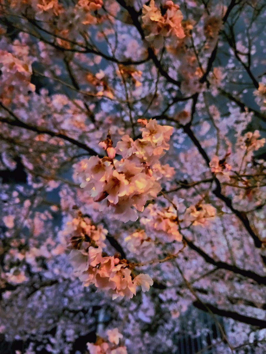 日暮 橙空🍊 tweet media