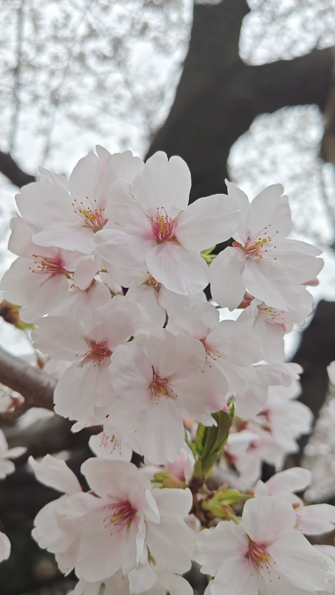 leon_20100224's tweet photo. 29日と30日の桜。
今年も早朝行って朝ごはん食べながらぼーっとしてきた。
満開まであと一歩だったのが心残り。
散る前にまた行きたいな。 https://t.co/8m7IIYgWYw