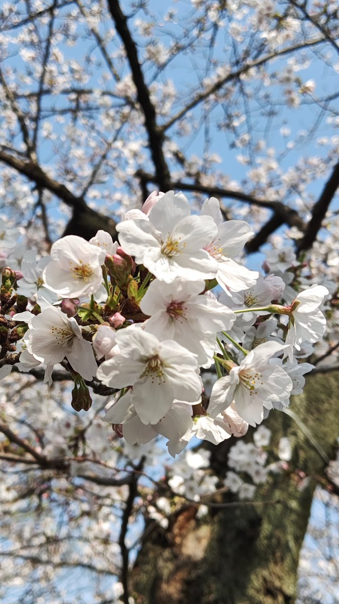 leon_20100224's tweet photo. 29日と30日の桜。
今年も早朝行って朝ごはん食べながらぼーっとしてきた。
満開まであと一歩だったのが心残り。
散る前にまた行きたいな。 https://t.co/8m7IIYgWYw