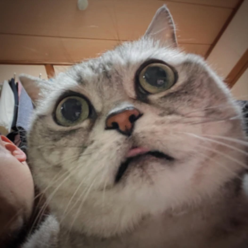 フジモトヨウヘイ tweet media