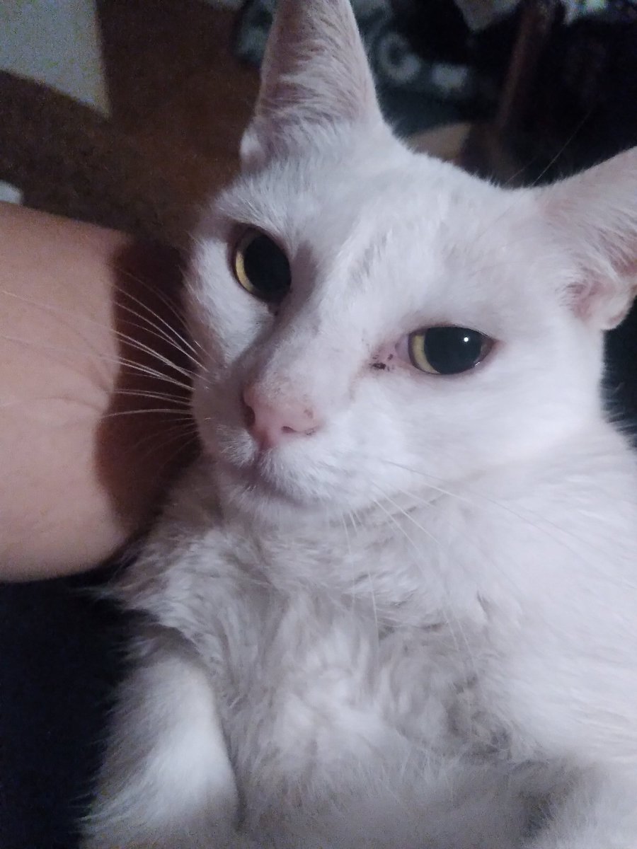 Iri's Imposter 🖤 tweet media