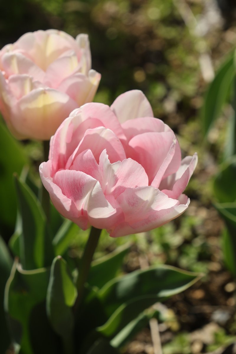 Kenji 🌸 delivering flowers every day 🌸 🐦 tweet media