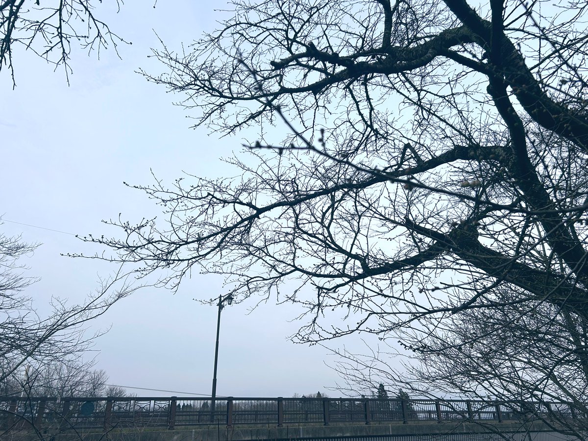 café pont chatポンシャ tweet media