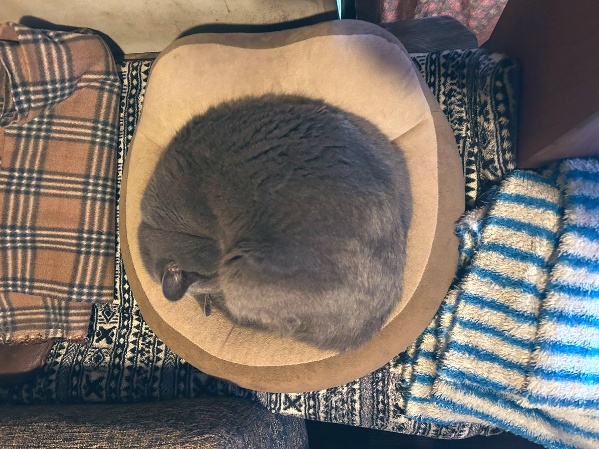 café pont chatポンシャ tweet media