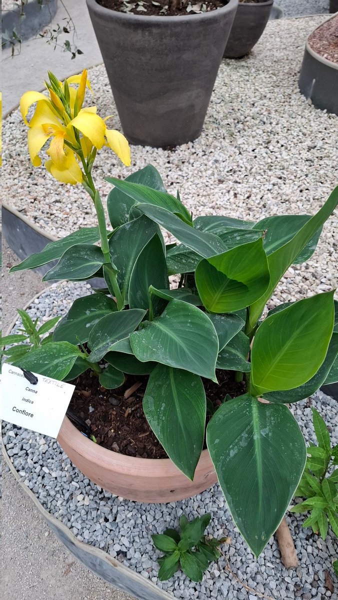 Canna indica