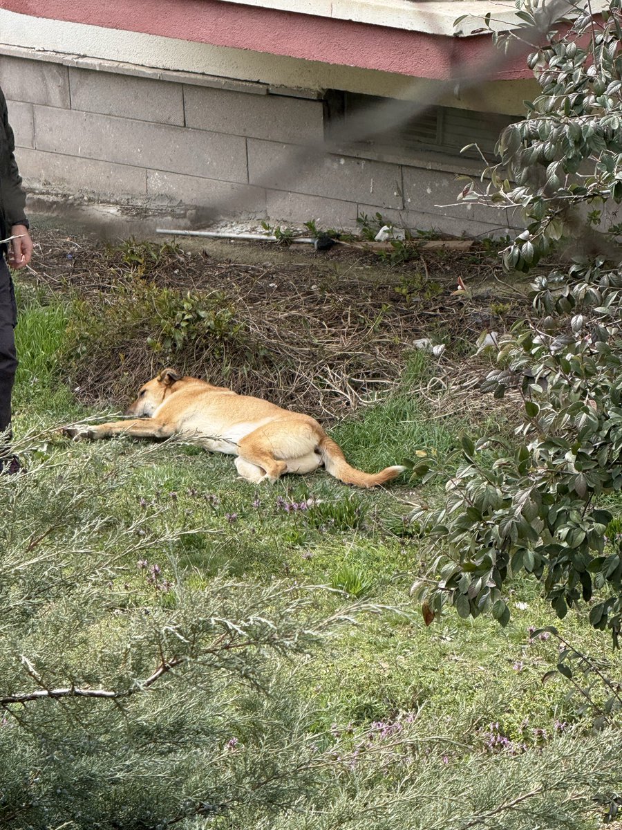 ÇANKAYA BELEDİYESİNİN APARTMAN BAHÇESİ DIŞINDAN BAHÇEDEKİ KÖPEKLERE ATTIĞI İĞNE