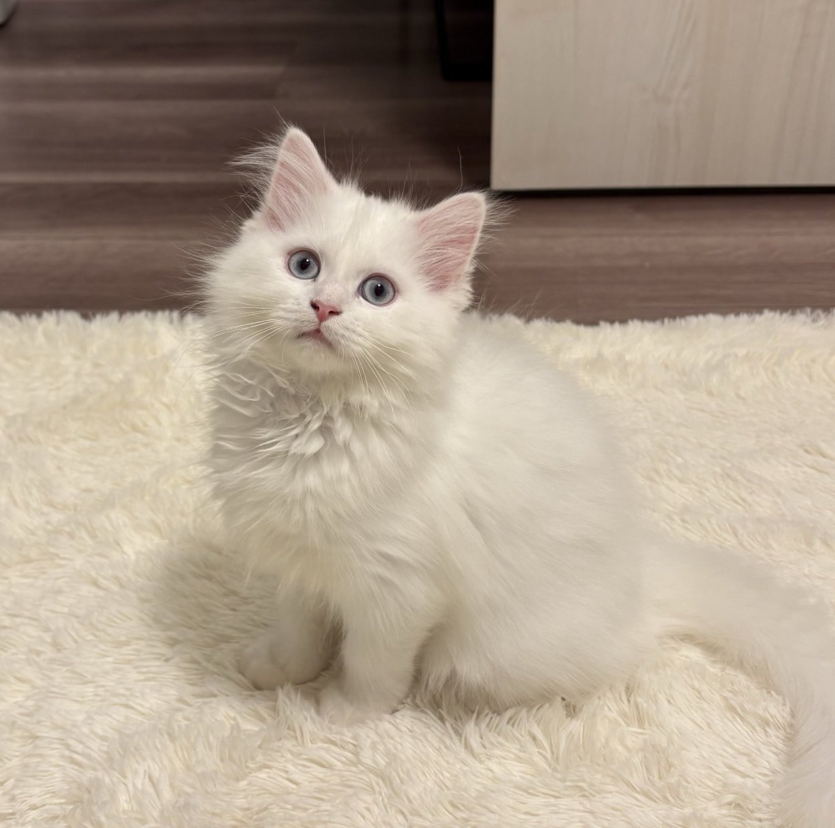 るあ(サイベリアン) tweet media