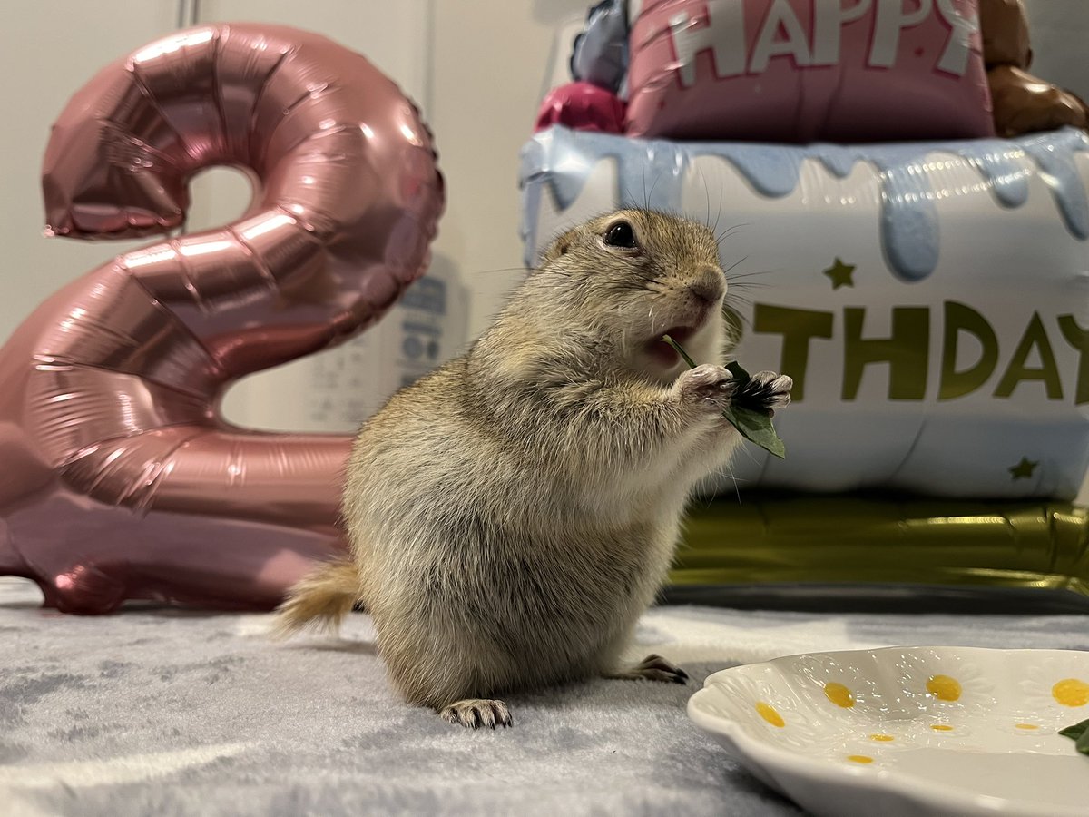 もじゃみ🐹🐿️🐰お世話係 tweet media